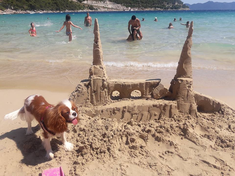 pies na plazy