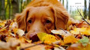 tapety z kalendarzem na pazdziernik 2019 1