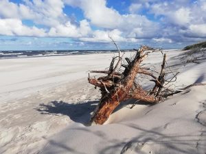 warsztaty dla kobiet